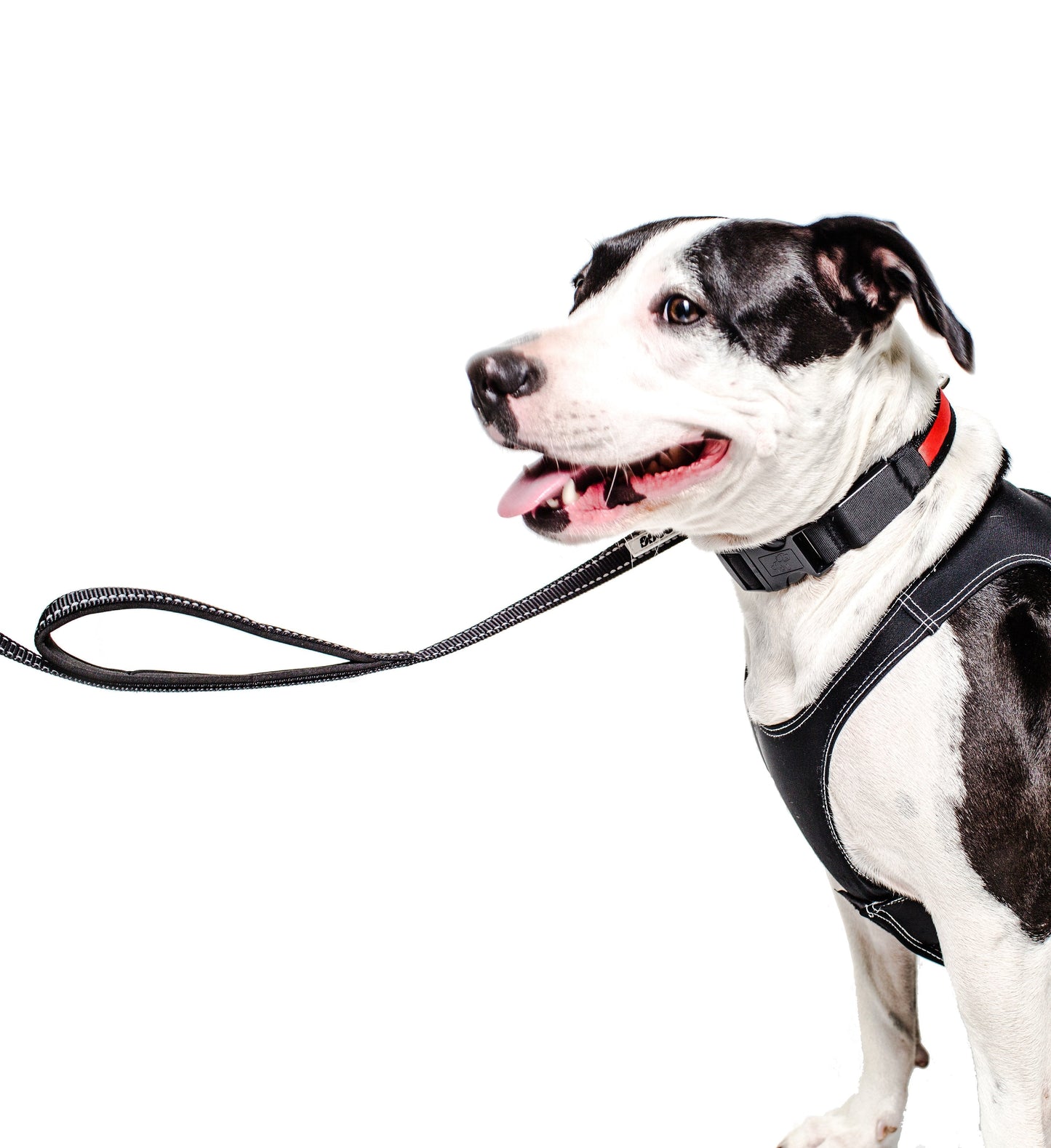 PRODOGG™ Dual Handle Nylon Leash 195202